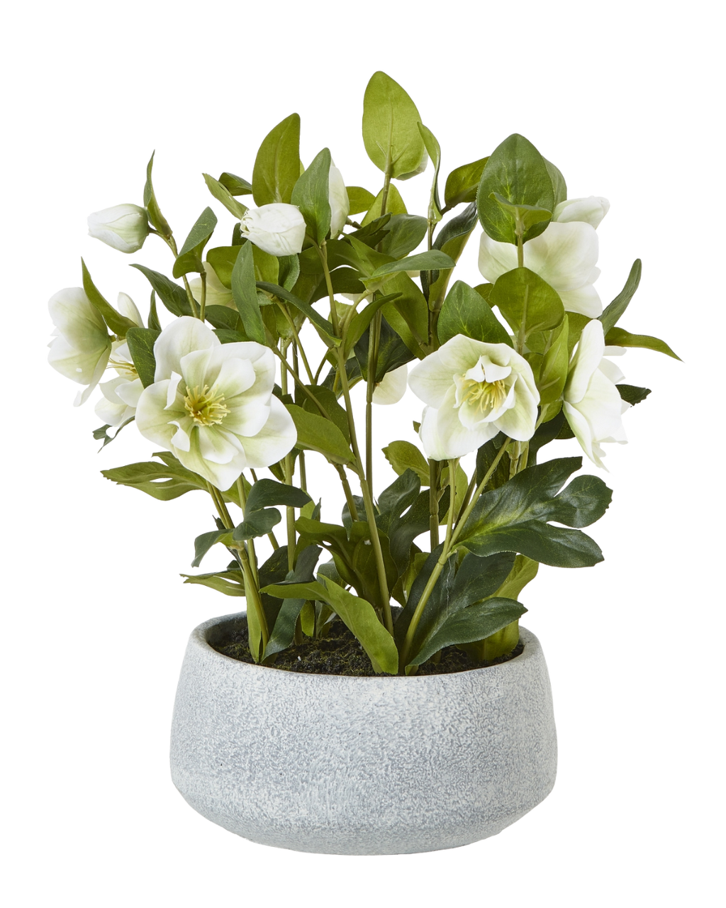 Potted White Hellebore