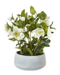 Potted White Hellebore