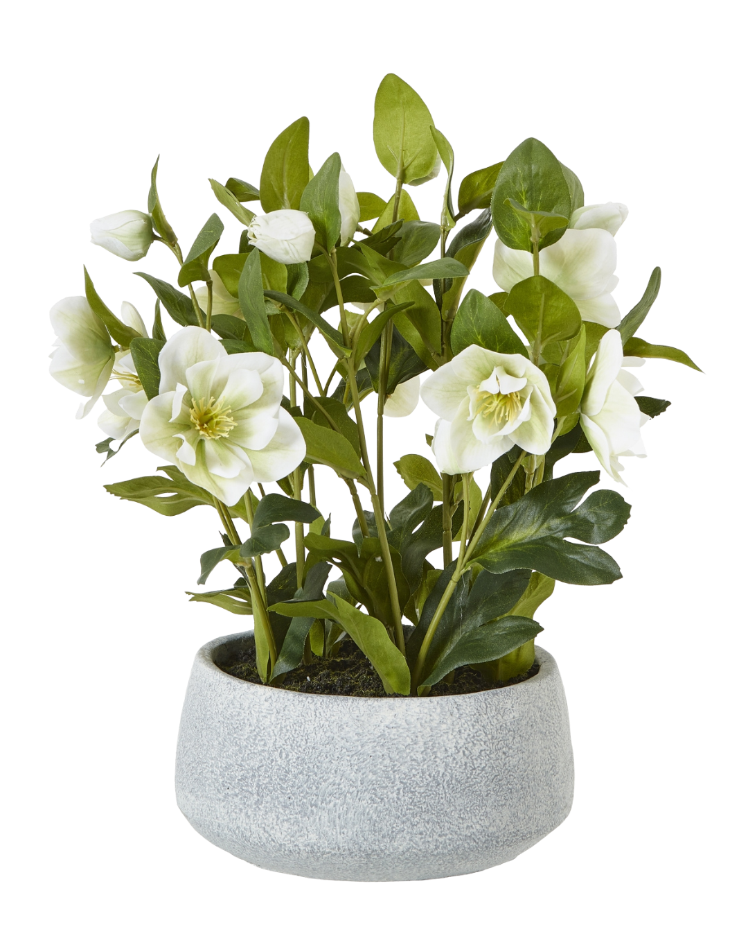 Potted White Hellebore