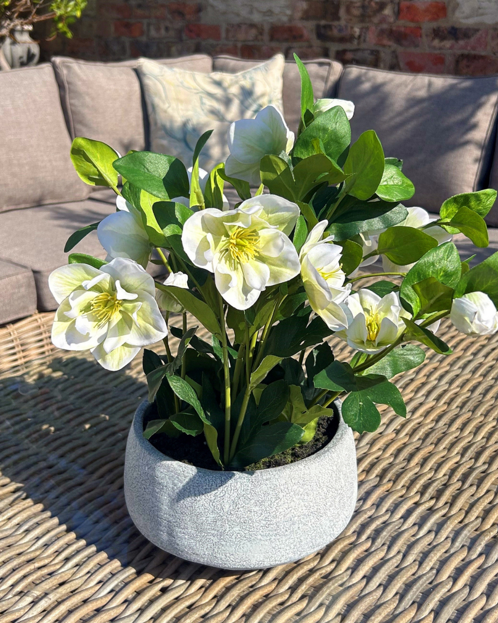 Potted White Hellebore