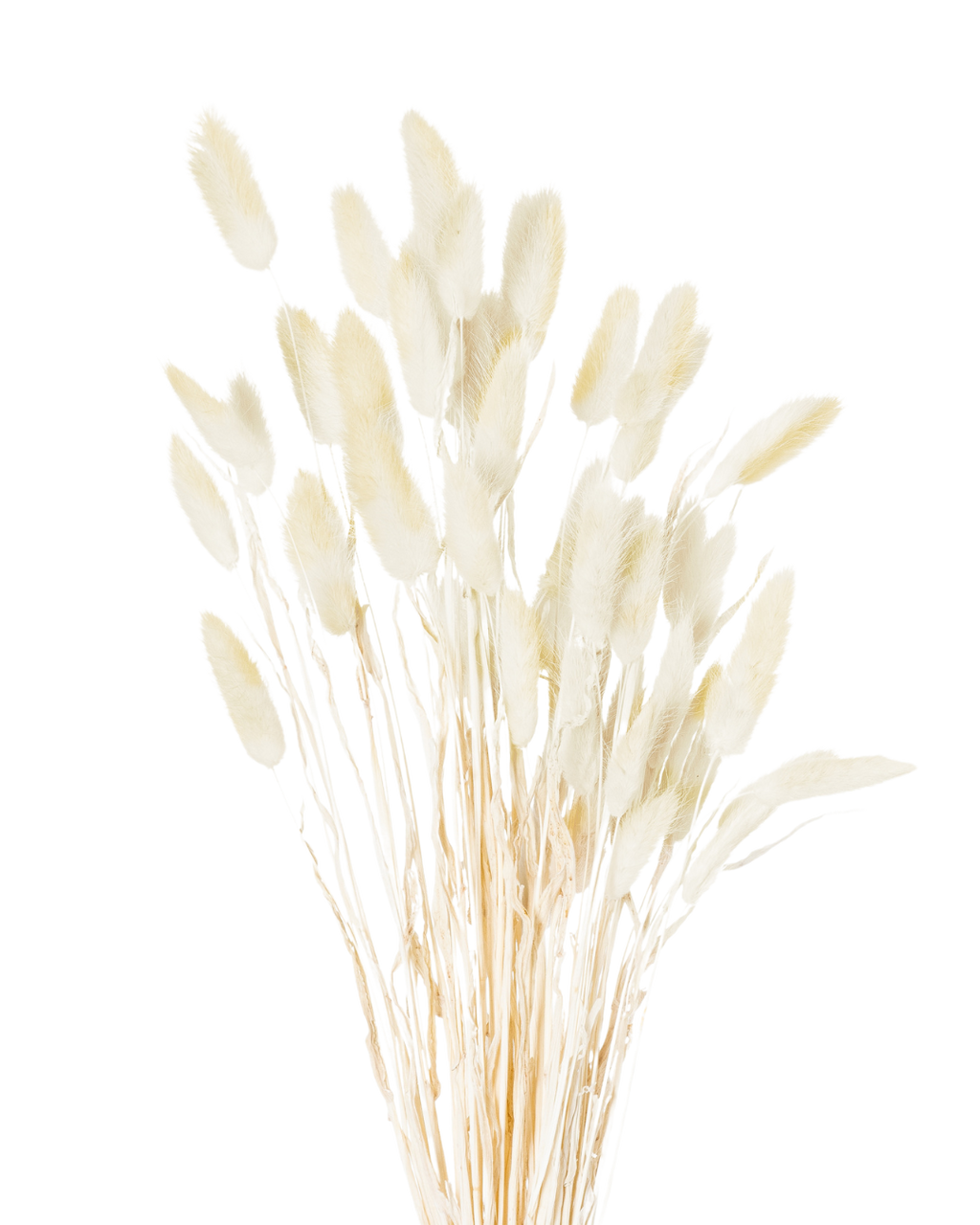 Dried Natural Bunny Tail