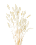 Dried Natural Bunny Tail