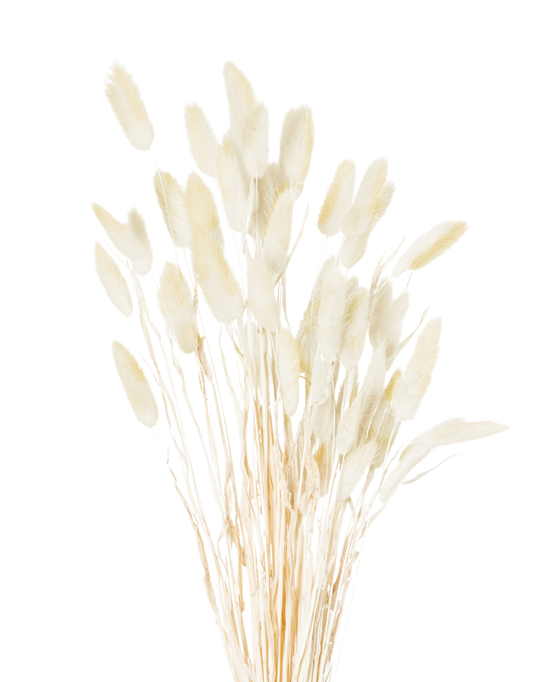 Dried Natural Bunny Tail