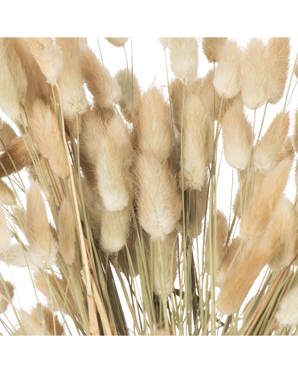 Dried Natural Bunny Tail