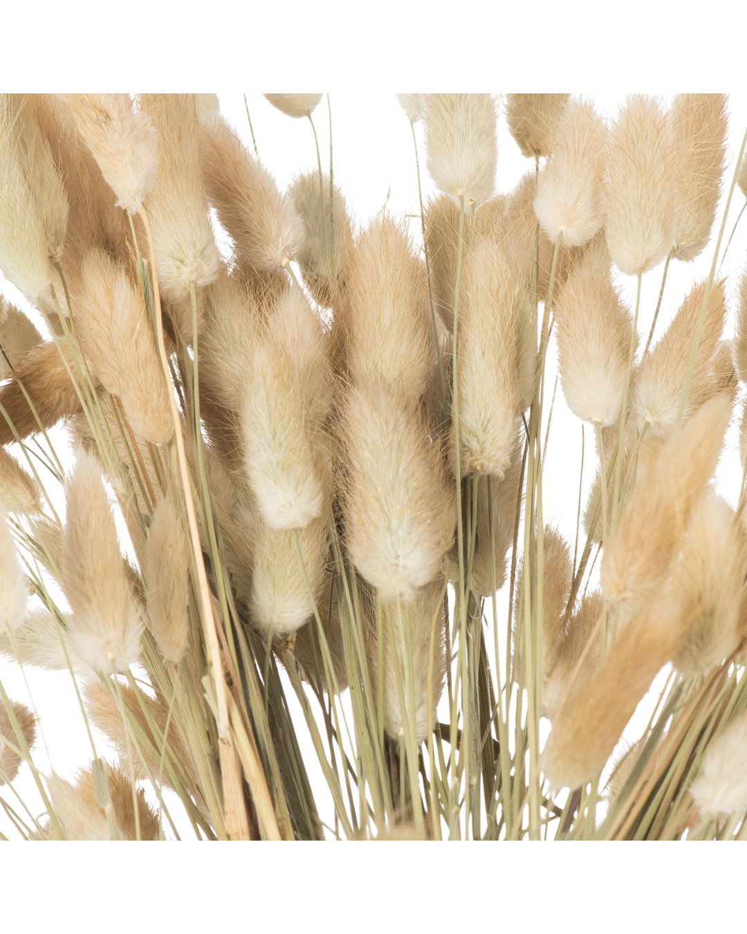 Dried Natural Bunny Tail