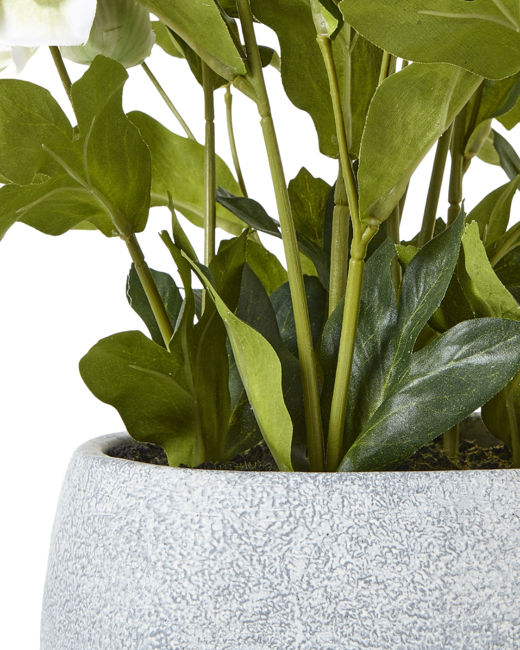 Potted White Hellebore