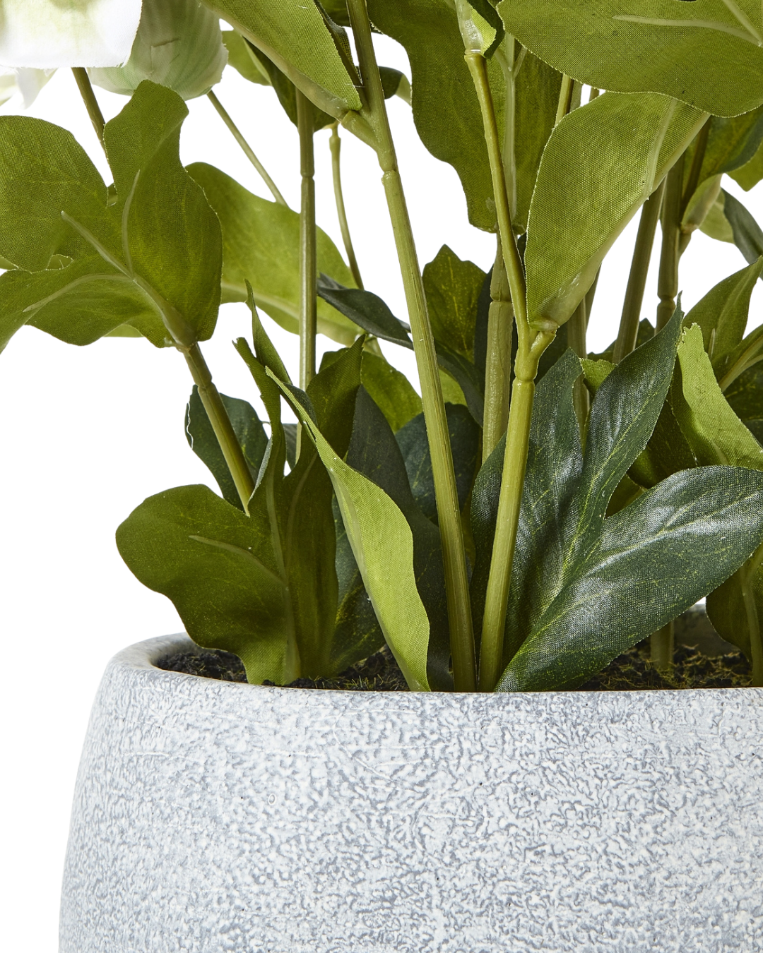 Potted White Hellebore