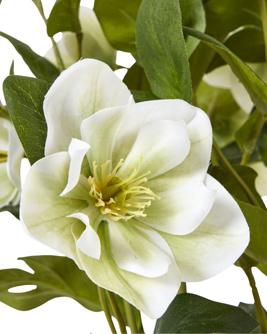 Potted White Hellebore