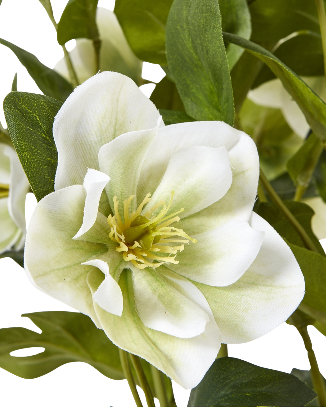 Potted White Hellebore