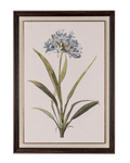 Blue Wildflower in Frame