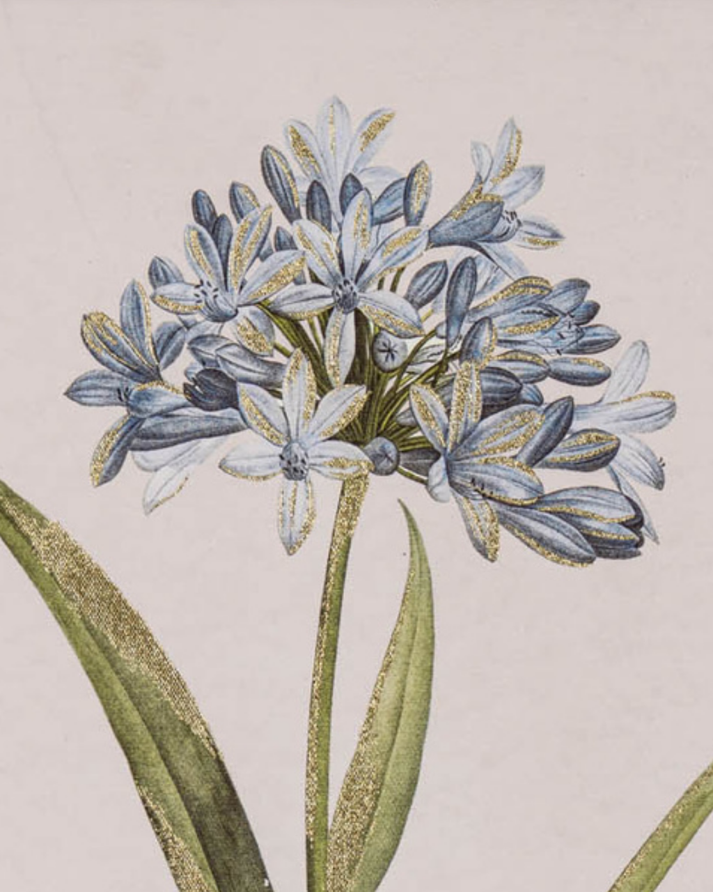 Blue Wildflower in Frame