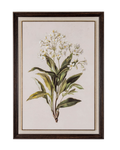 White Wildflower in Frame