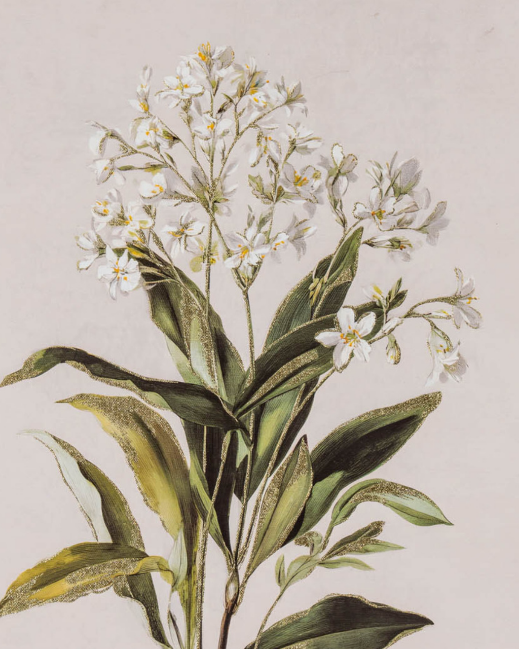 White Wildflower in Frame