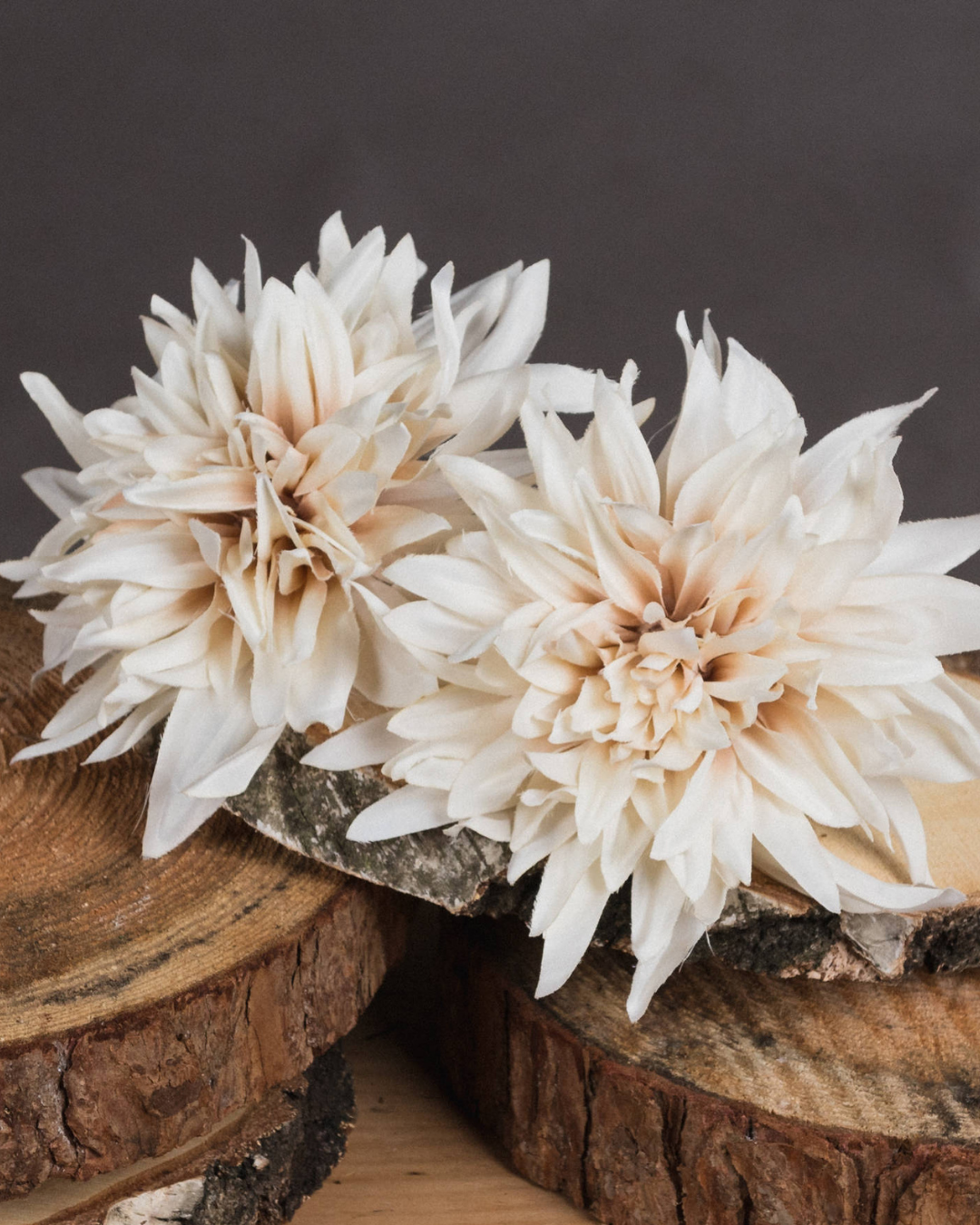 Cafe au Lait Dahlia