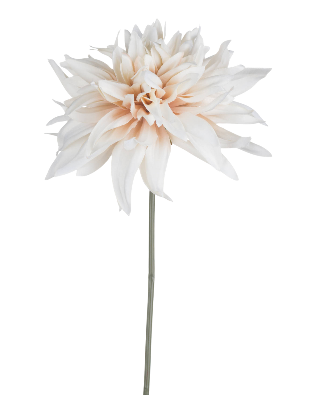 Cafe au Lait Dahlia