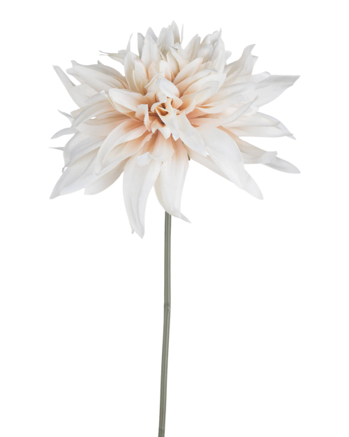 Cafe au Lait Dahlia