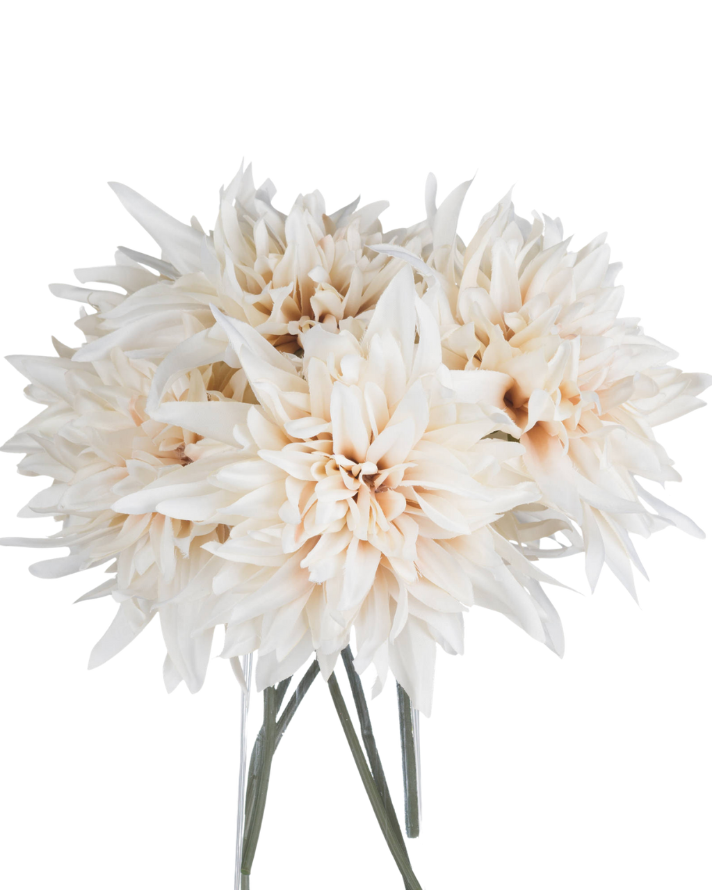 Cafe au Lait Dahlia