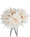 Cafe au Lait Dahlia