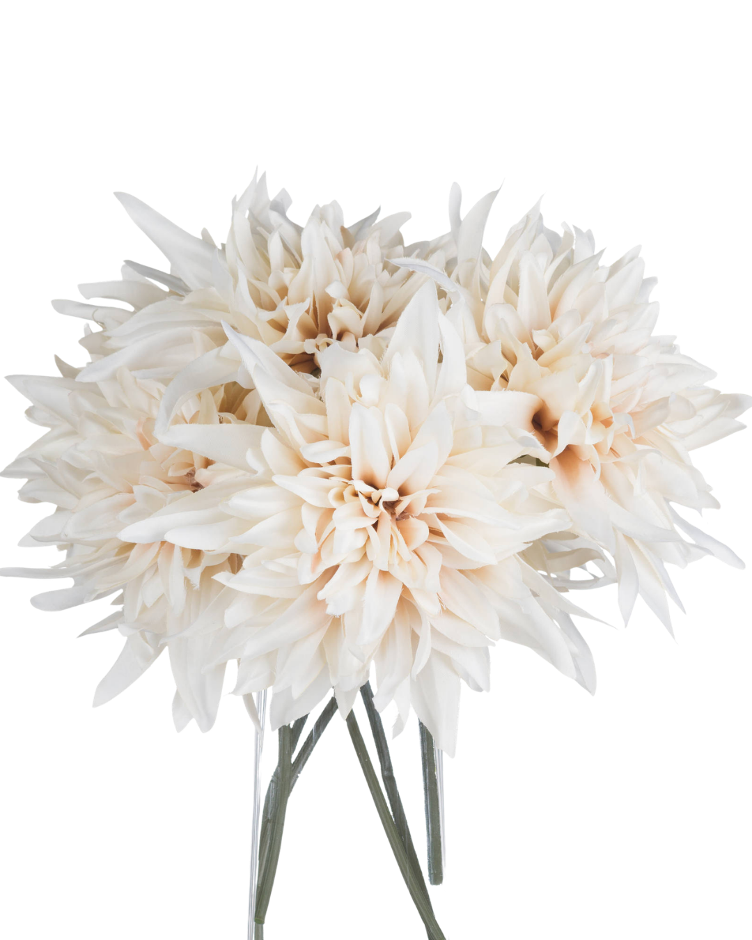 Cafe au Lait Dahlia