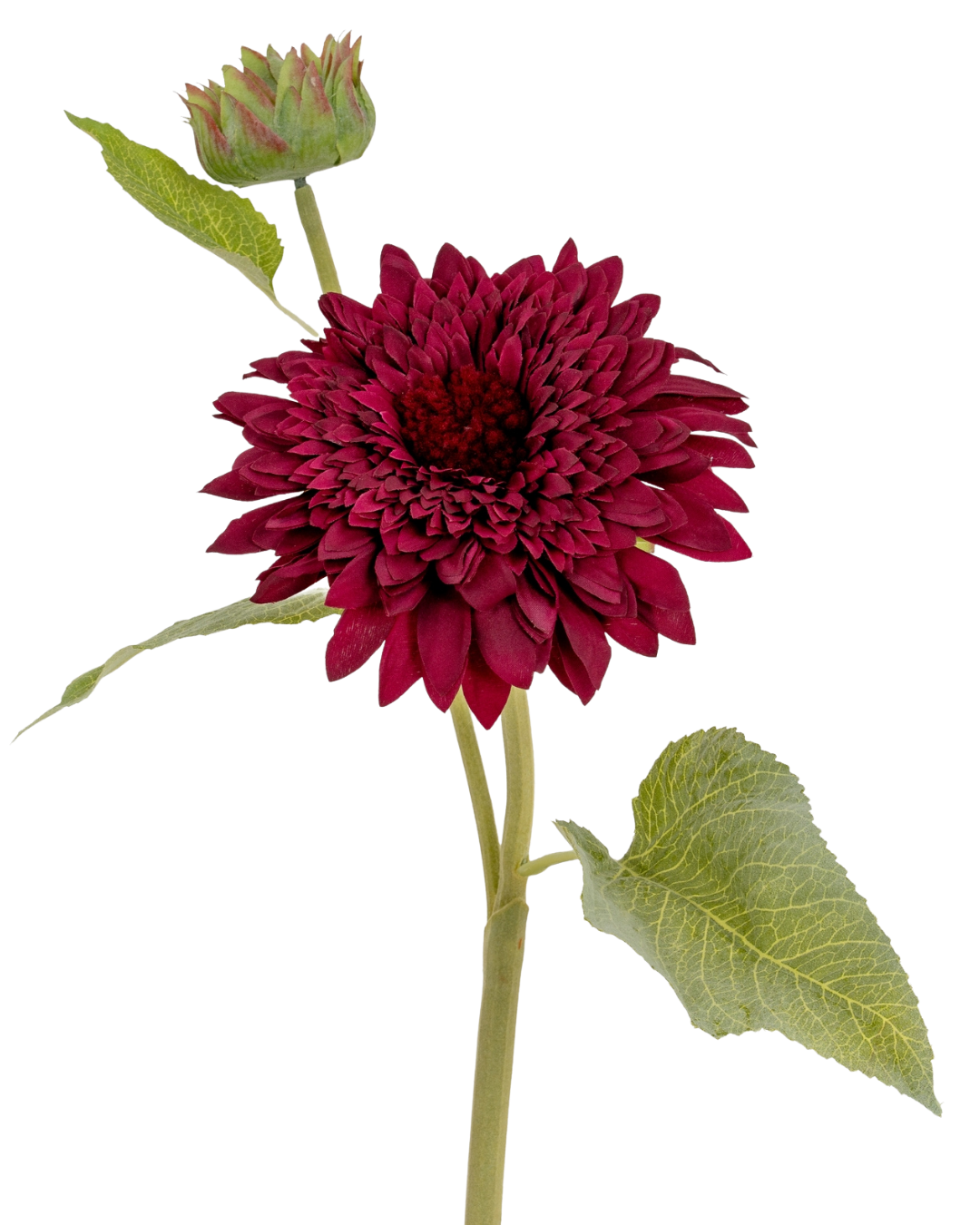 Burgundy Raven Stem Dahlia
