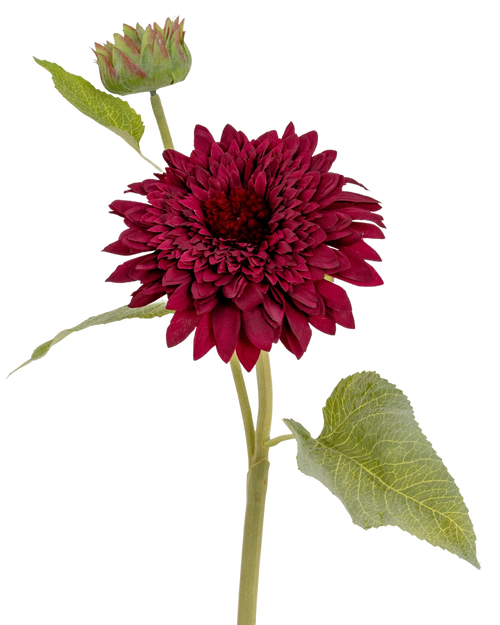 Burgundy Raven Stem Dahlia