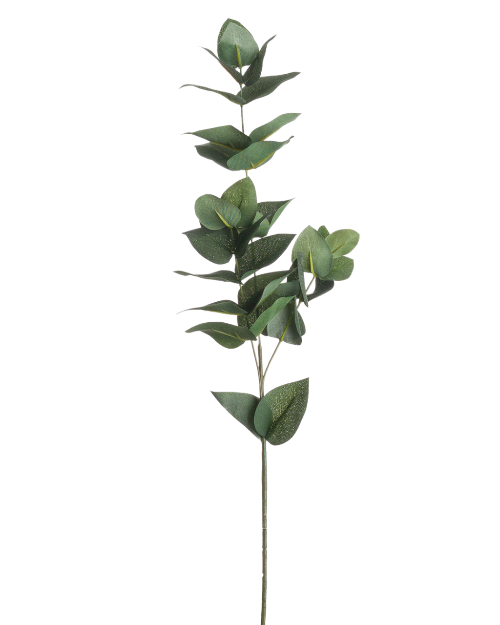 Eucalyptus Stem