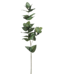 Eucalyptus Stem
