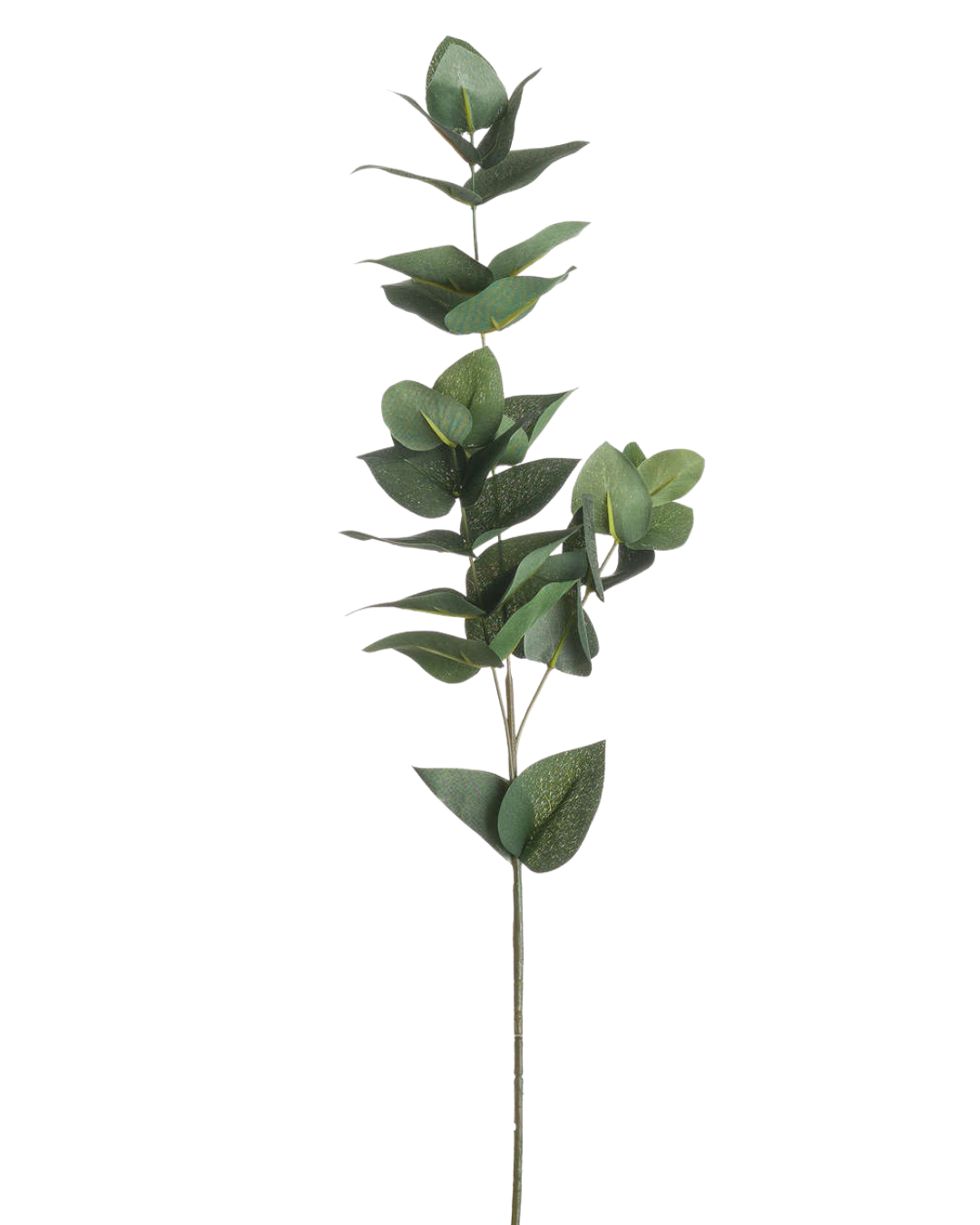 Eucalyptus Stem
