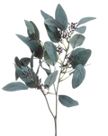 Seeded Eucalyptus Stem
