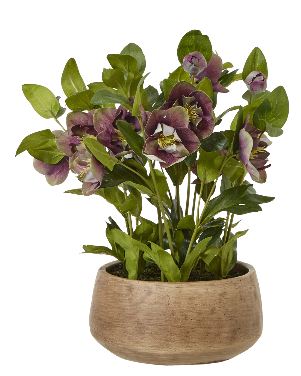 Potted Plum Hellebore