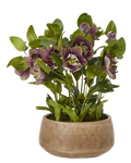 Potted Plum Hellebore