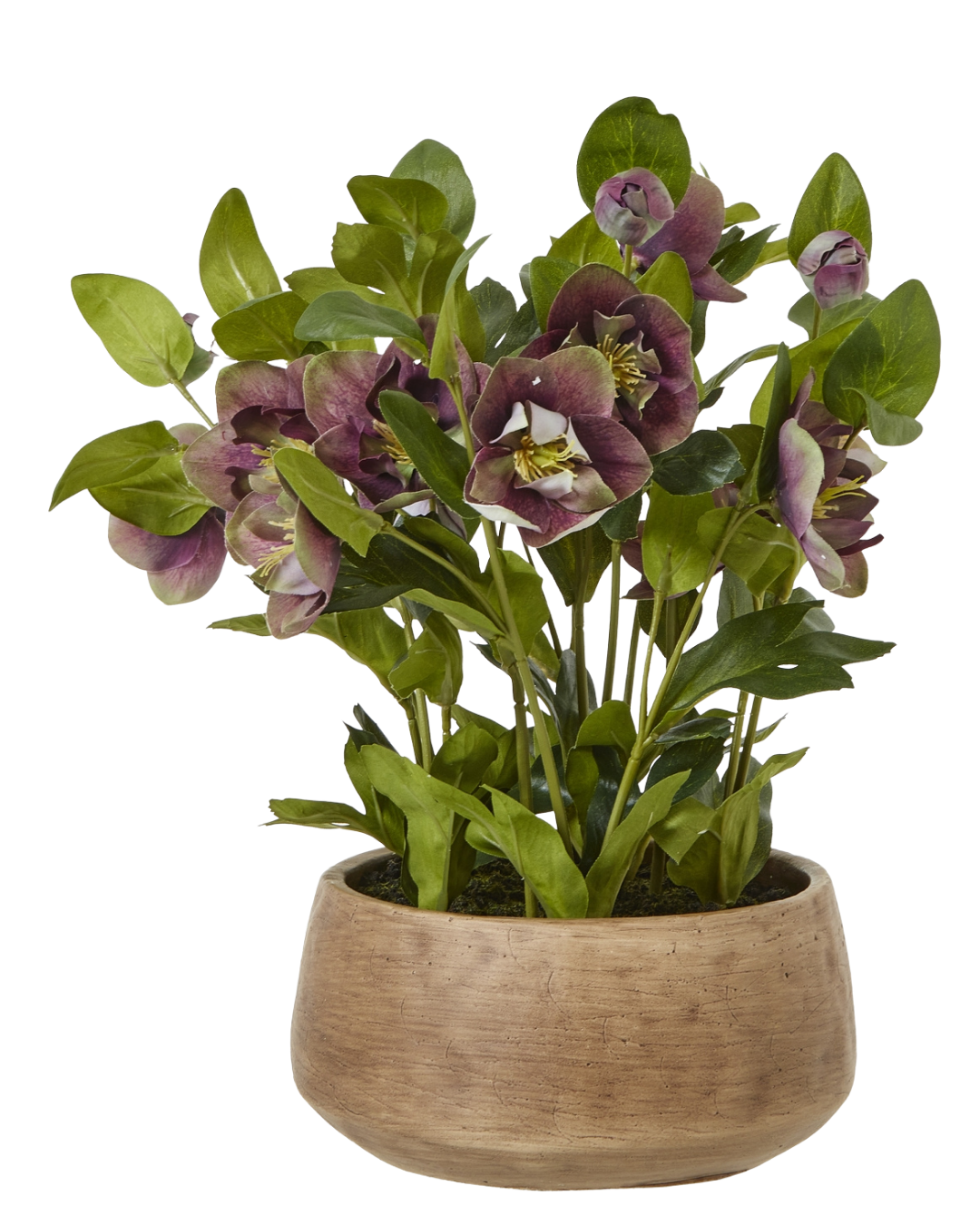Potted Plum Hellebore