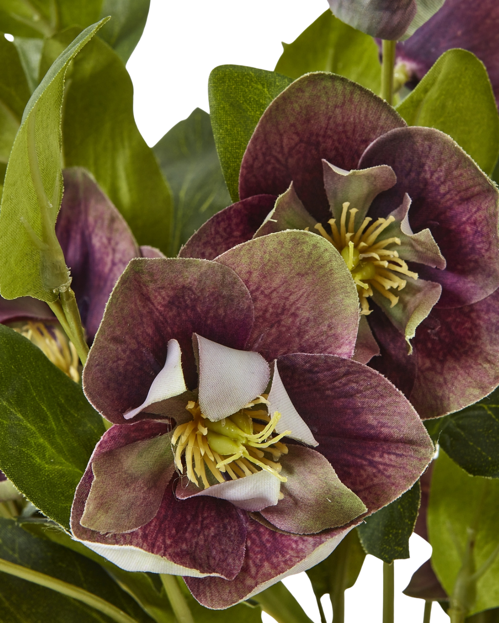 Potted Plum Hellebore