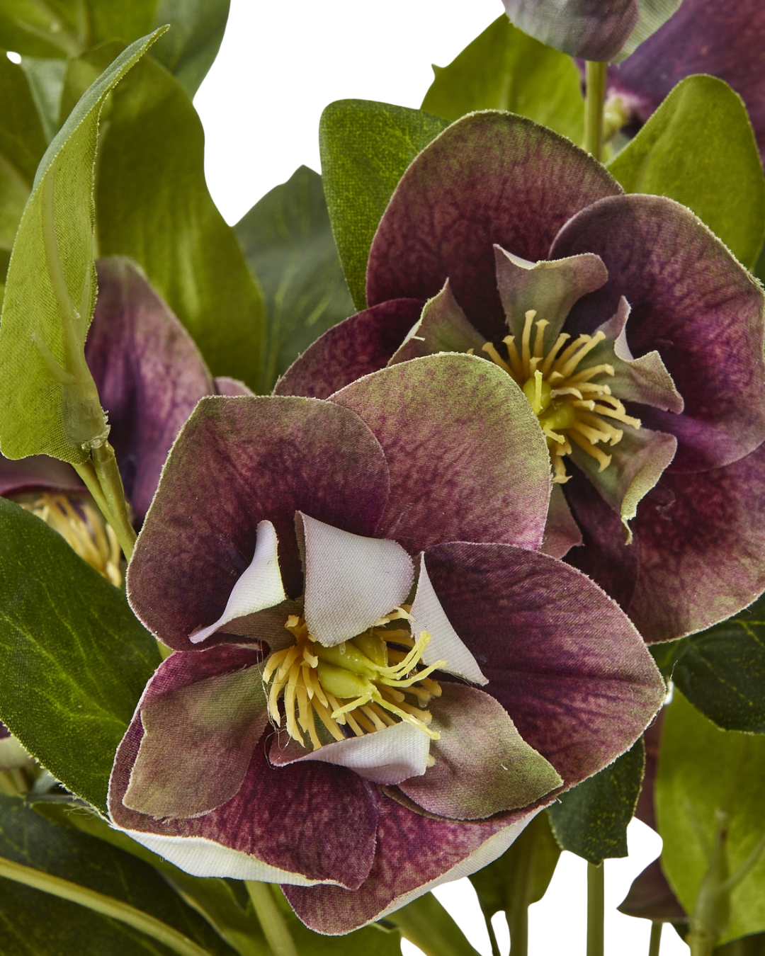 Potted Plum Hellebore