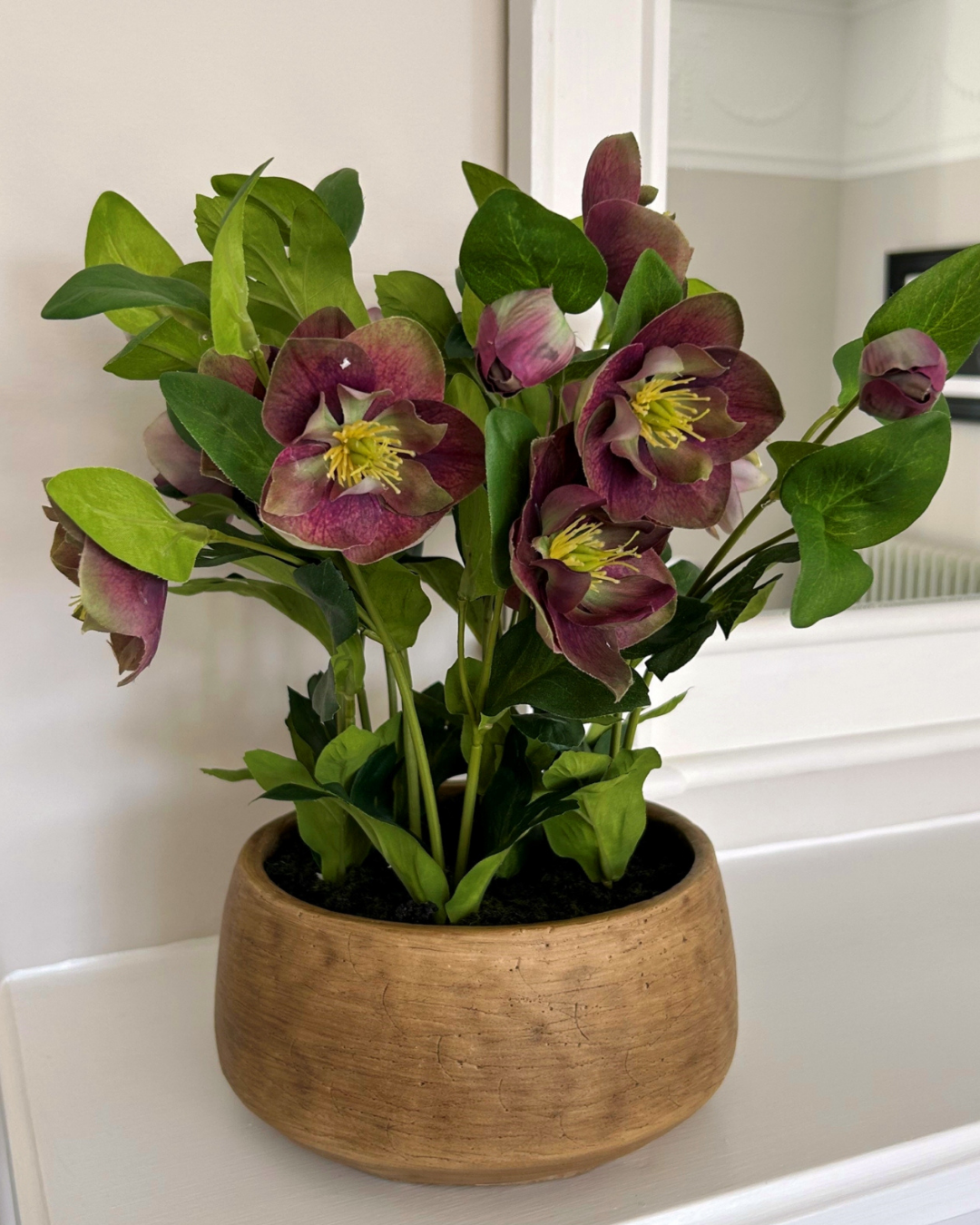 Potted Plum Hellebore