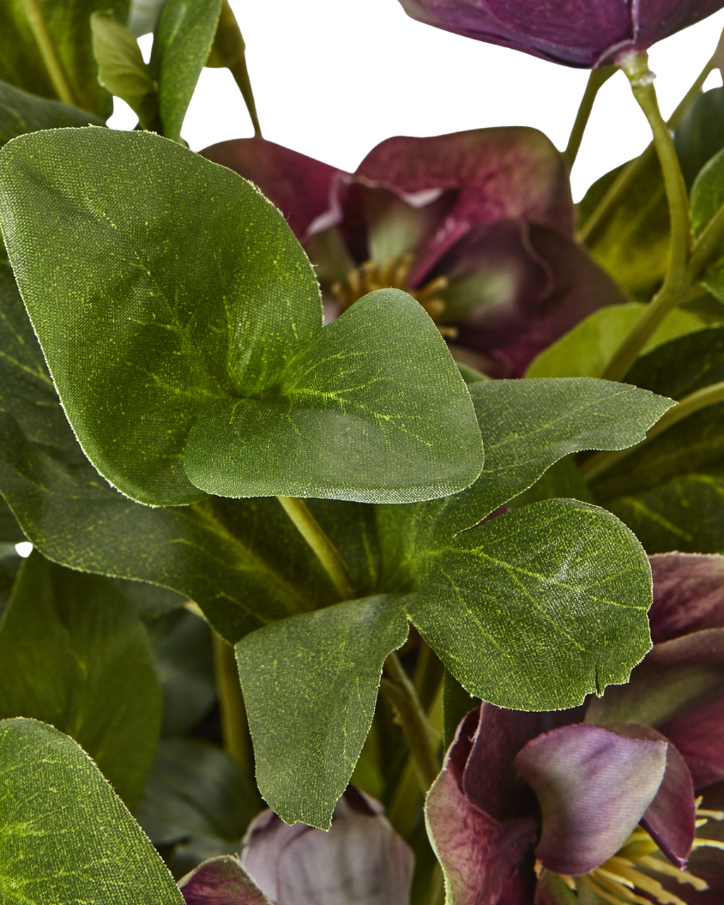 Potted Plum Hellebore