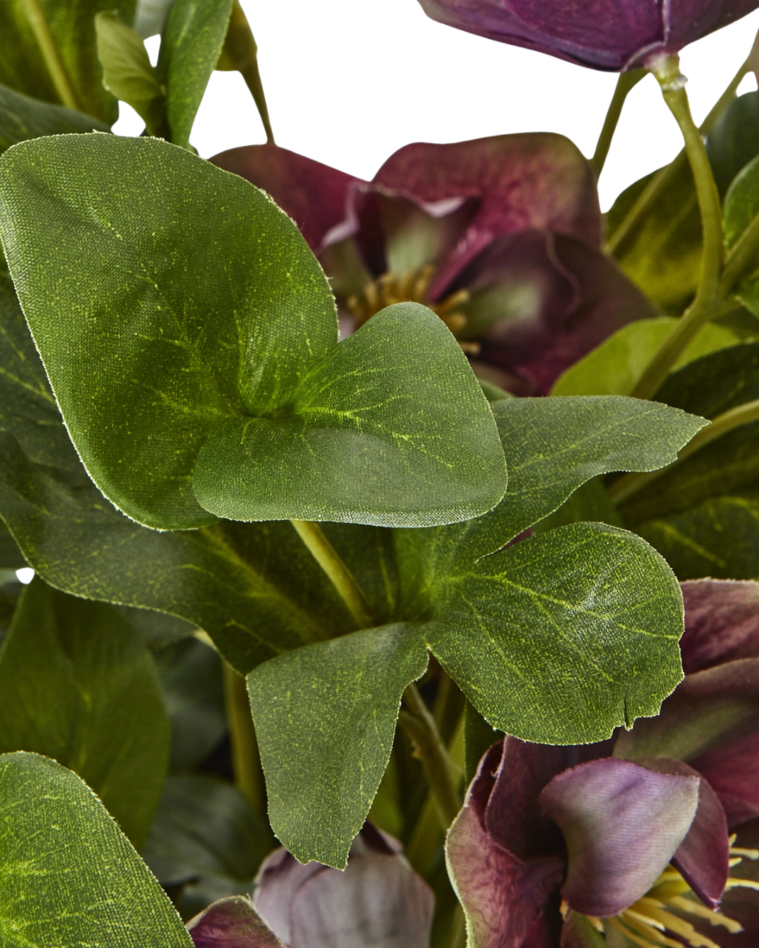 Potted Plum Hellebore